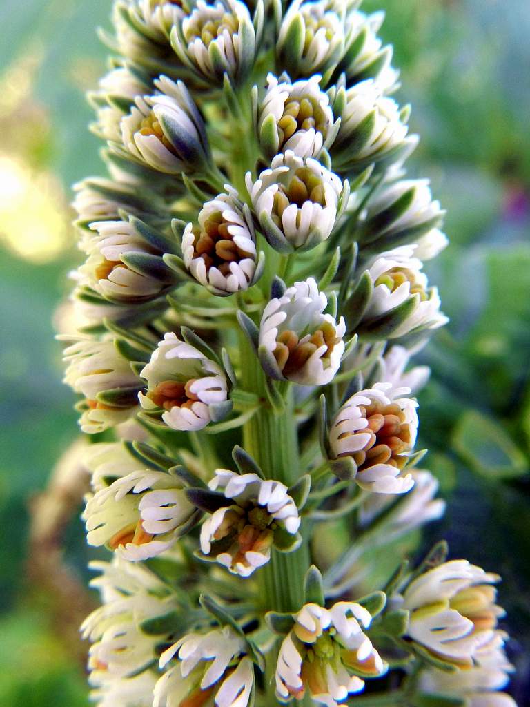 Reseda alba / Reseda bianca